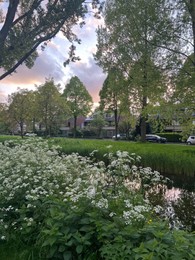 Beautiful view of cow parsley plant and trees growing near canal outdoors