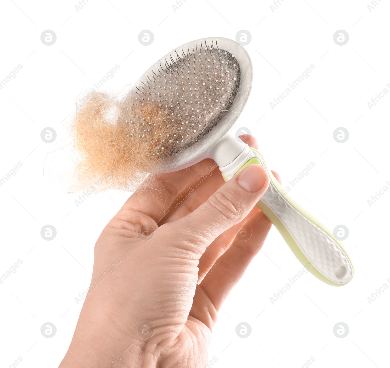 Photo of Woman holding grooming brush with pet's hair on white background, closeup