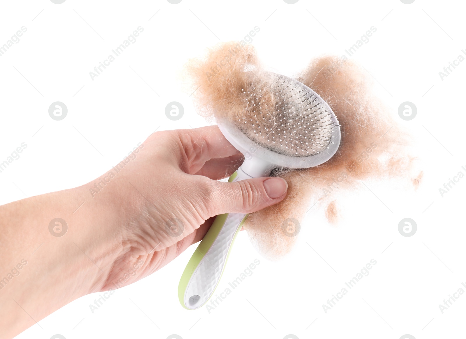 Photo of Woman holding grooming brush with pet's hair on white background, closeup