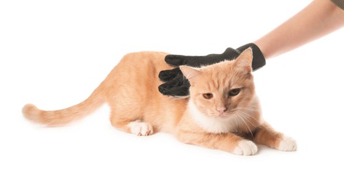 Photo of Woman brushing cat's hair with glove on white background, closeup