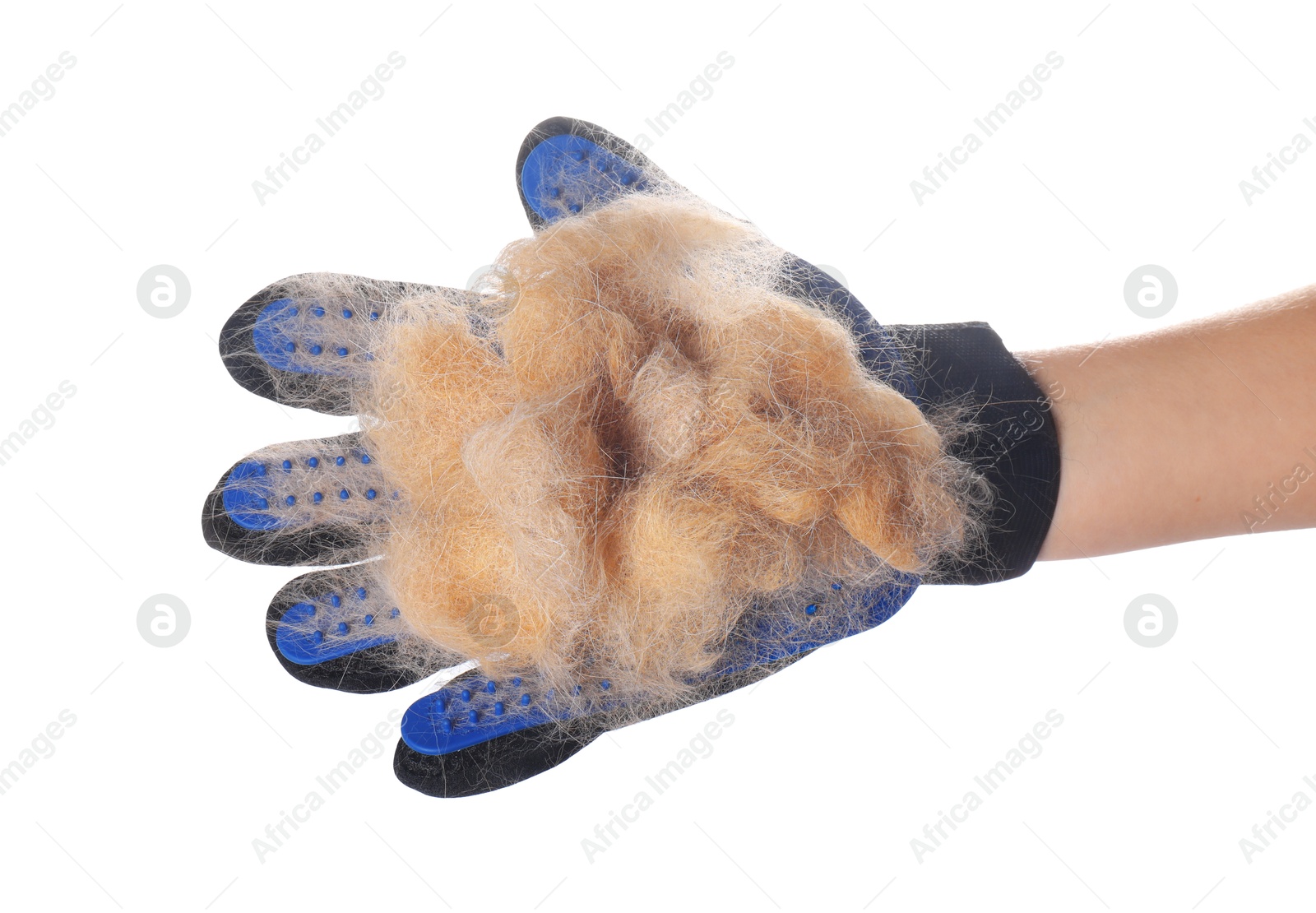 Photo of Woman wearing grooming glove with pet's hair on white background, closeup