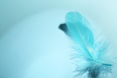 Photo of One fluffy feather on light blue background, closeup. Space for text