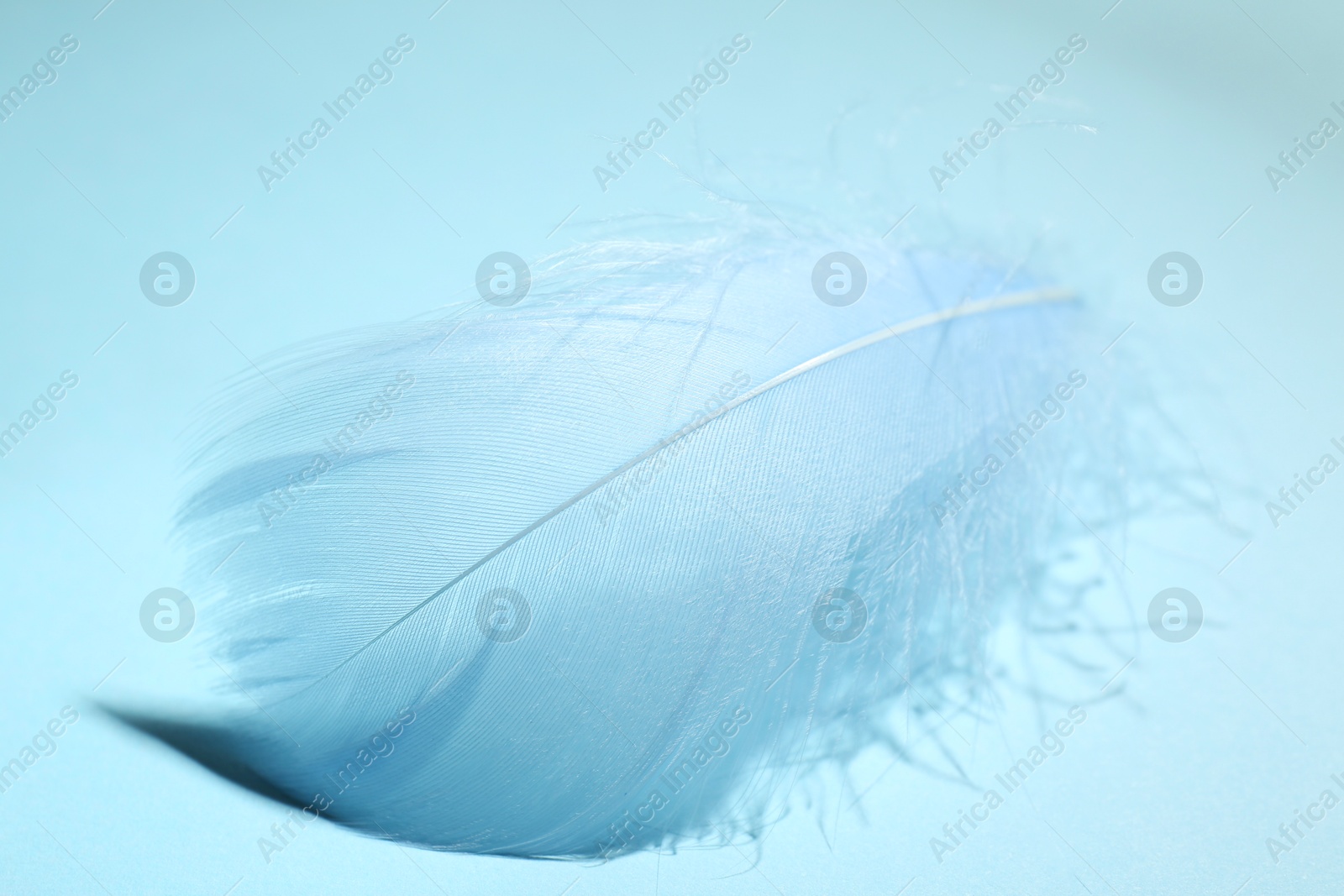 Photo of One fluffy feather on light blue background, closeup