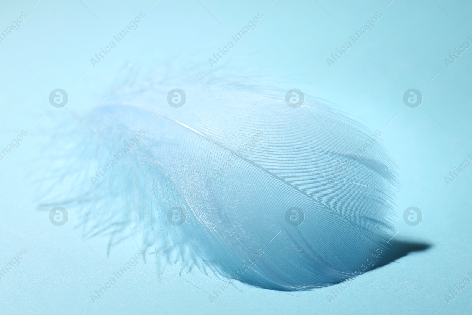 Photo of One fluffy feather on light blue background, closeup