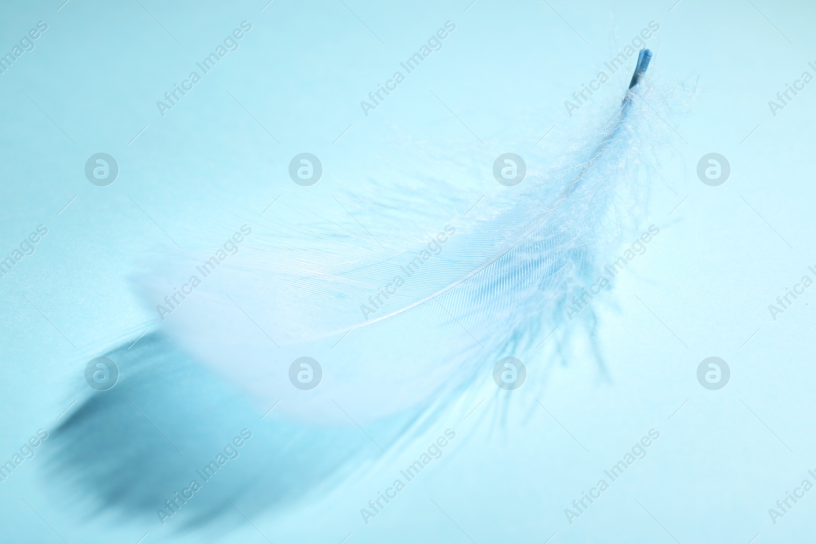 Photo of One fluffy feather on light blue background, closeup