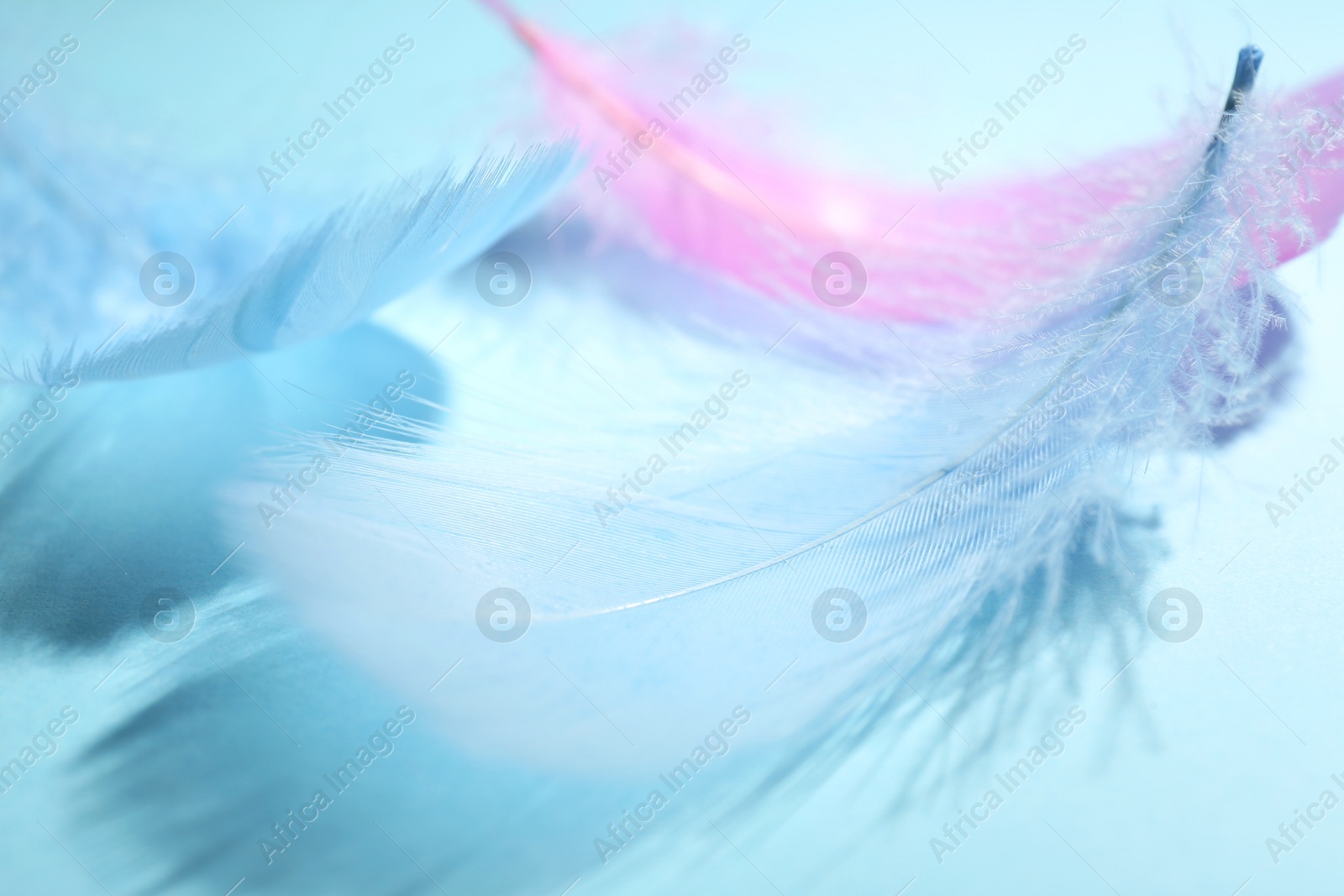 Photo of Fluffy feathers on light blue background, closeup