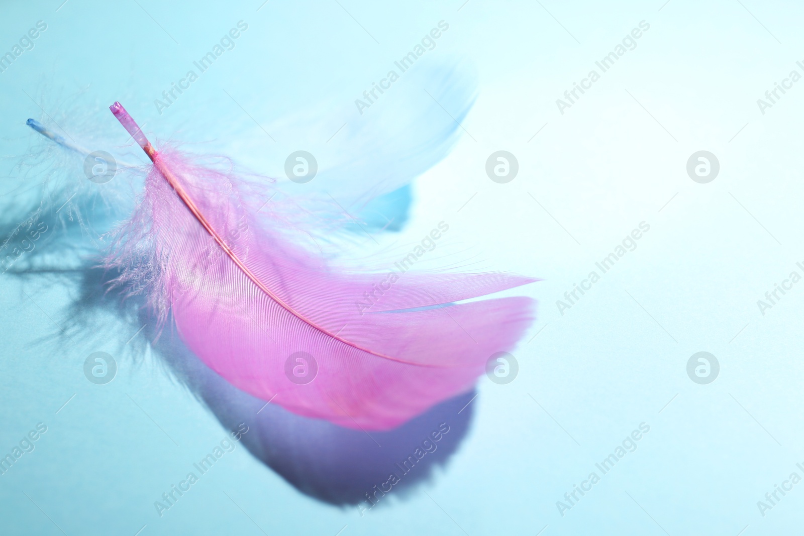 Photo of Fluffy feathers on light blue background, closeup. Space for text