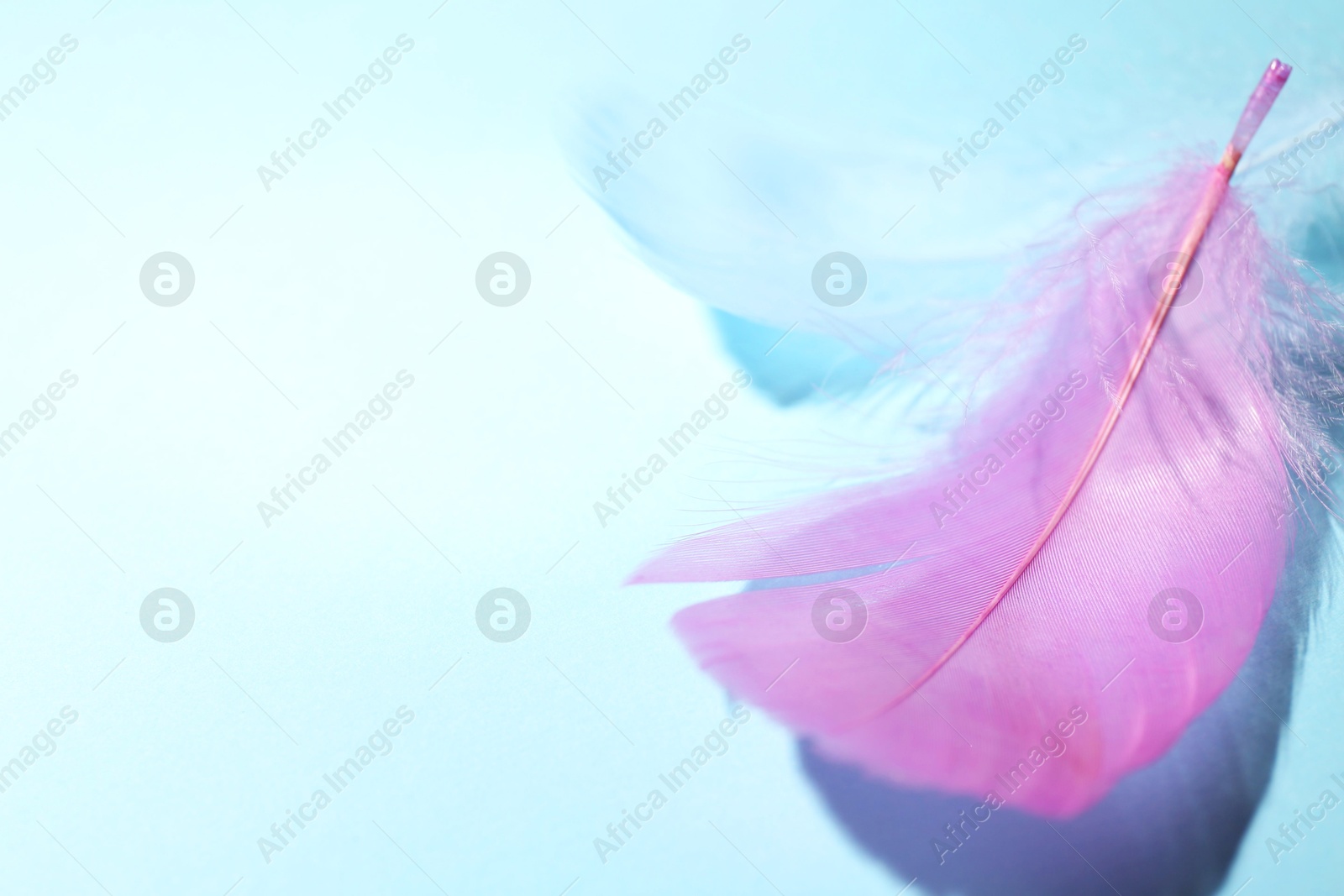 Photo of Fluffy feathers on light blue background, closeup. Space for text