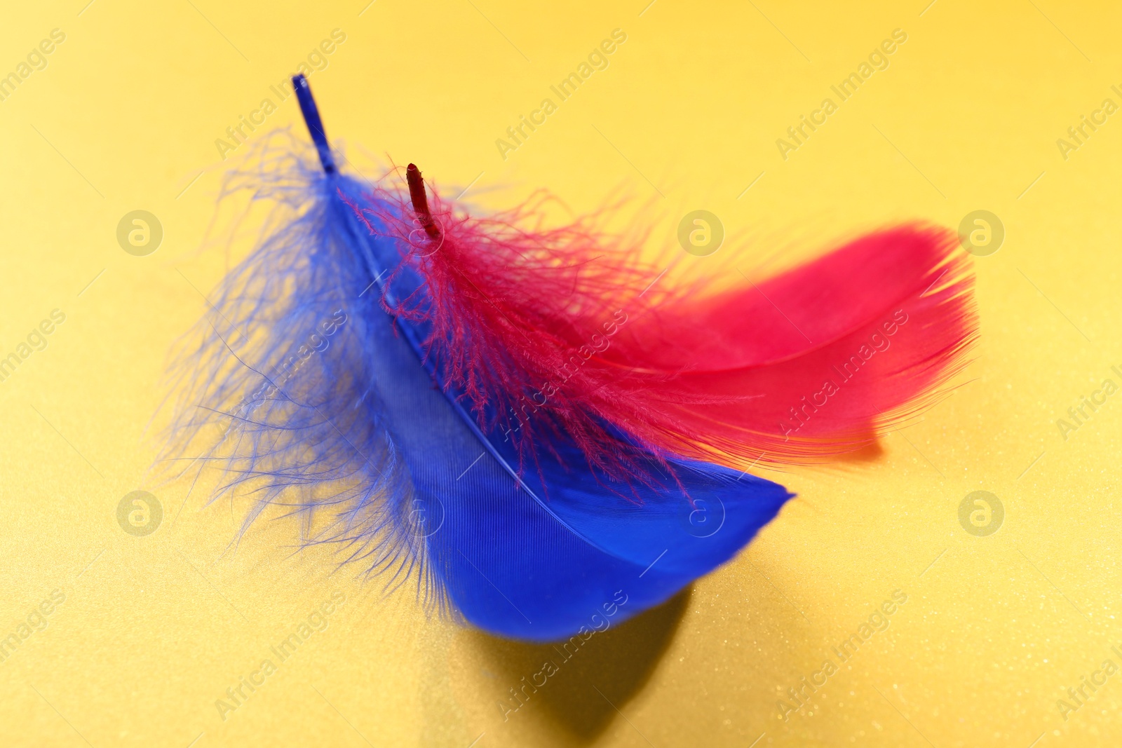 Photo of Fluffy blue and red feathers on yellow background, closeup