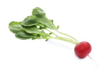 Photo of One fresh ripe radish isolated on white