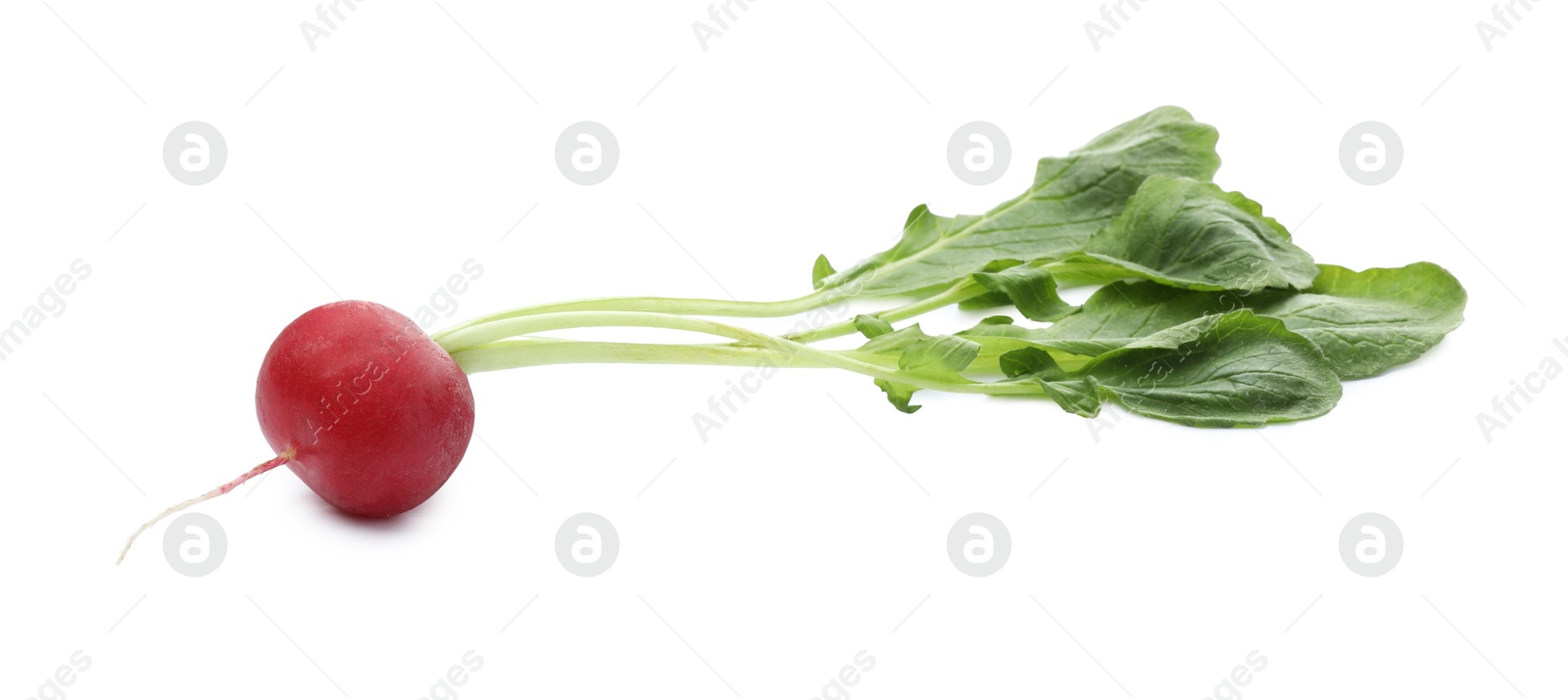 Photo of One fresh ripe radish isolated on white