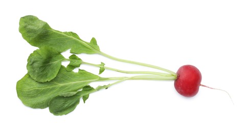 Photo of One fresh ripe radish isolated on white, top view