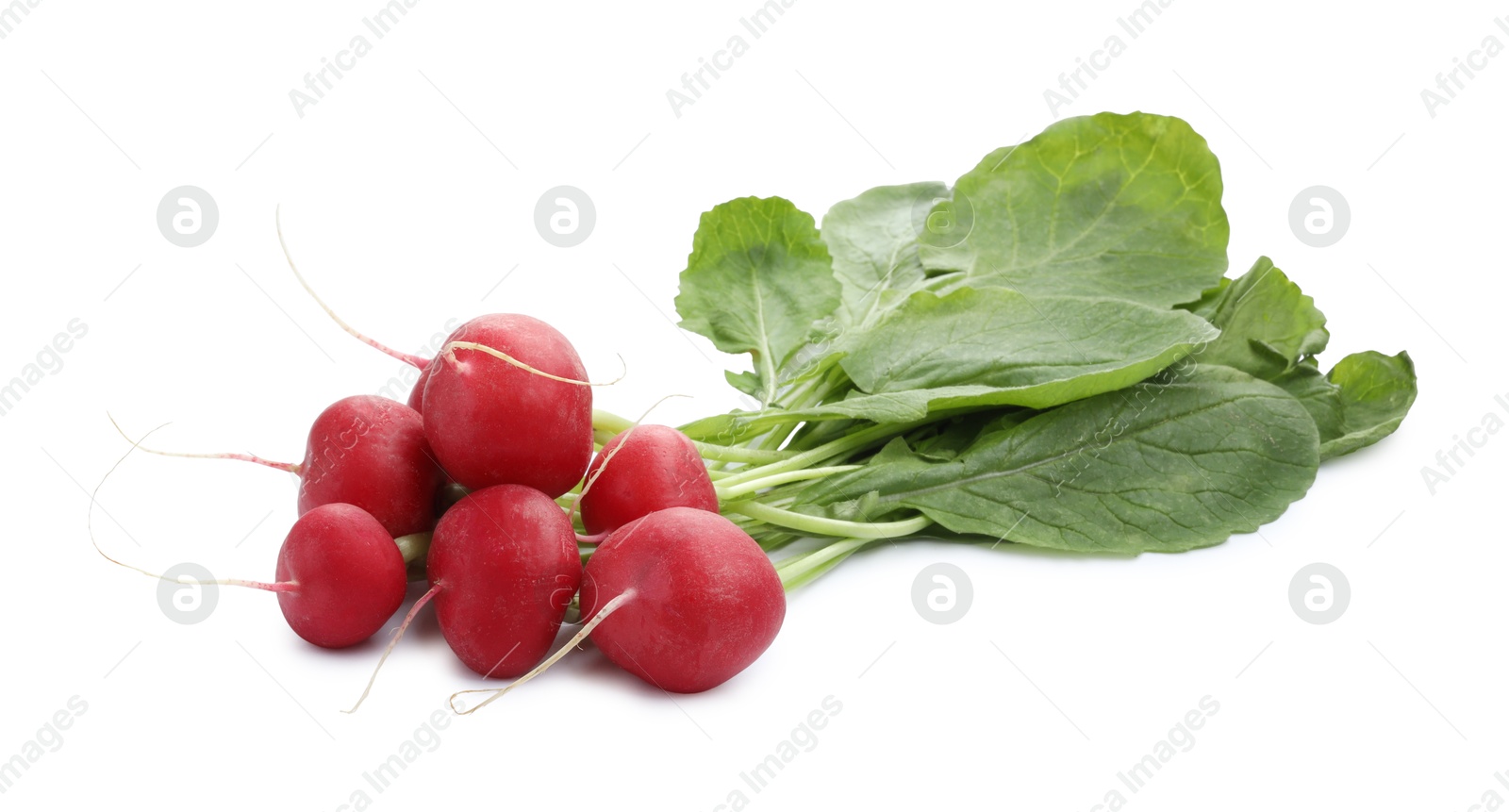 Photo of Bunch of fresh ripe radishes isolated on white