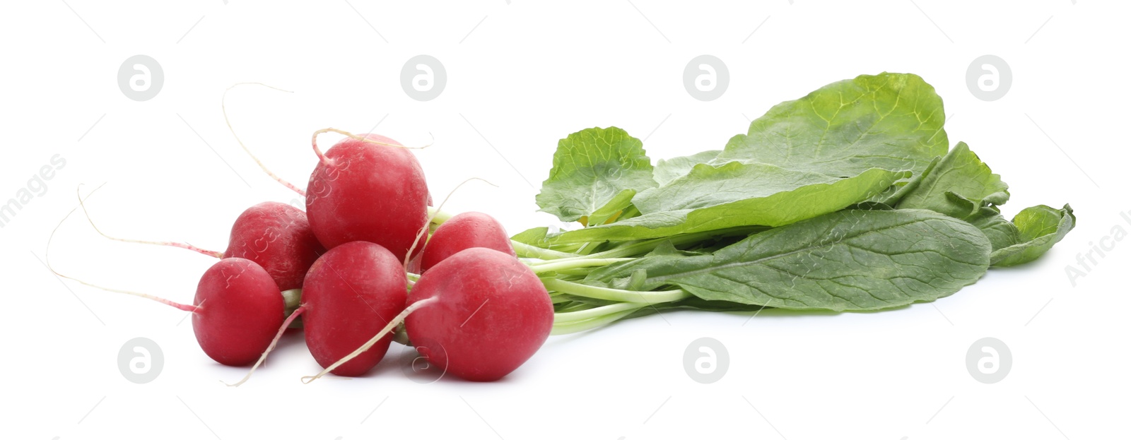 Photo of Bunch of fresh ripe radishes isolated on white