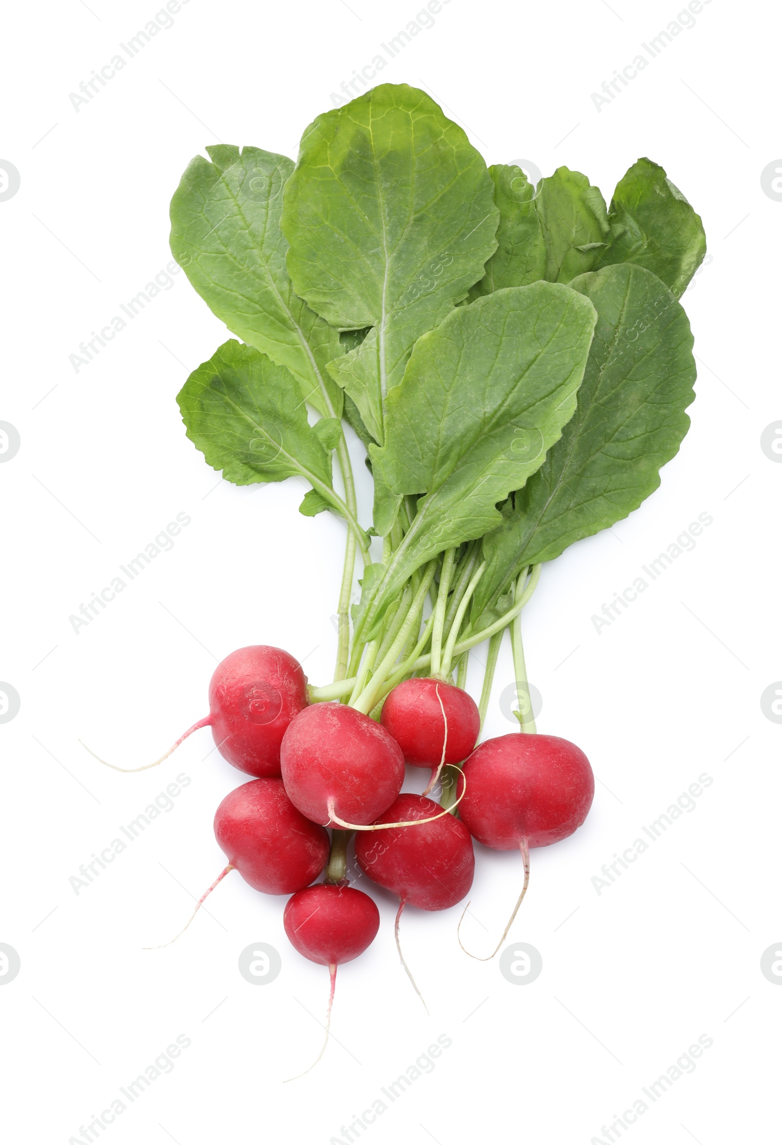 Photo of Bunch of fresh ripe radishes isolated on white, top view