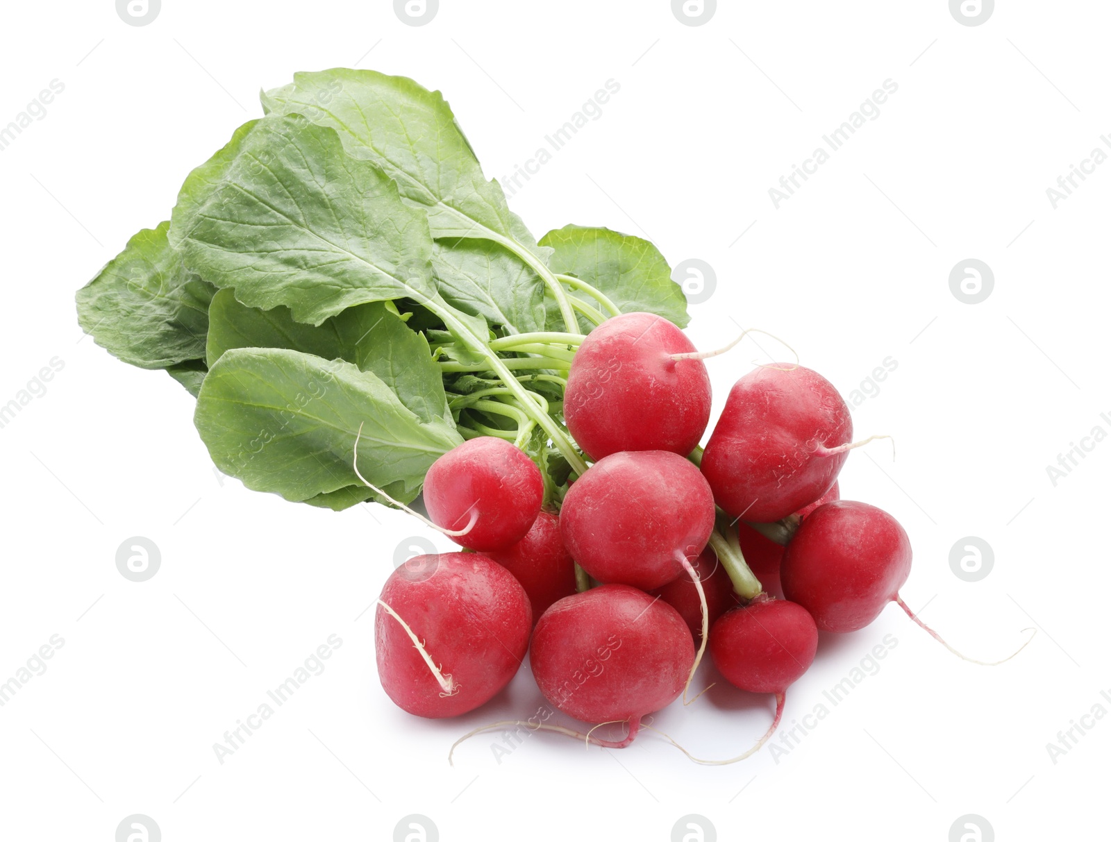 Photo of Bunch of fresh ripe radishes isolated on white