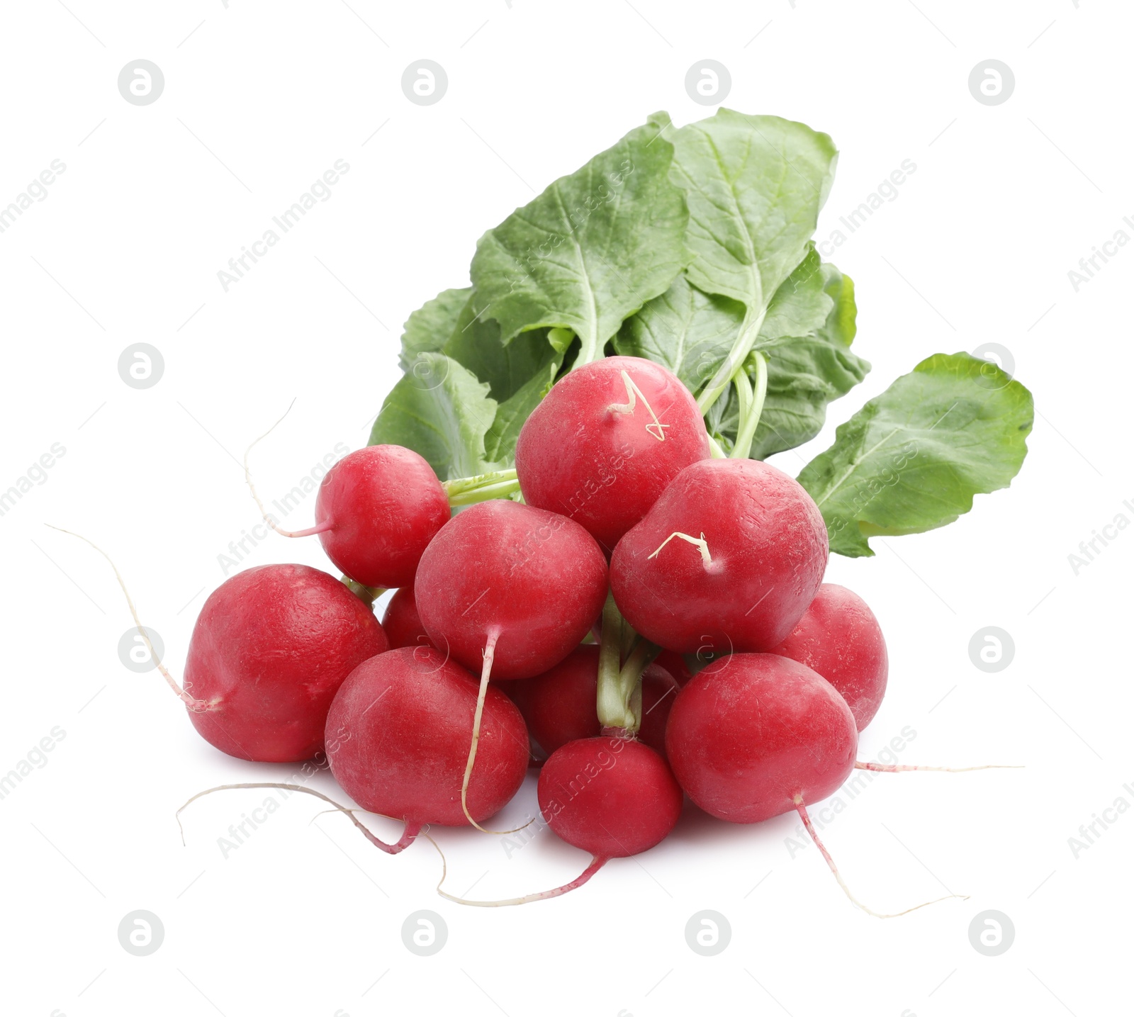 Photo of Bunch of fresh ripe radishes isolated on white