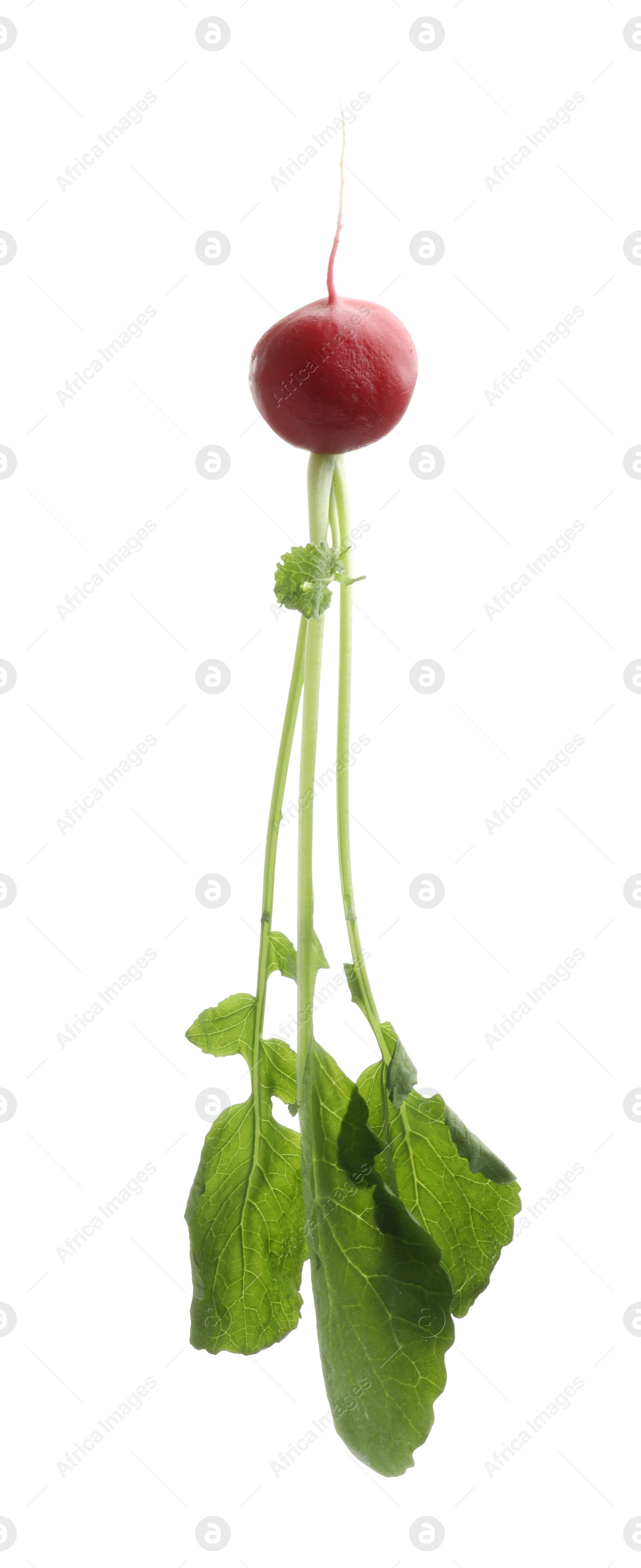 Photo of One fresh ripe radish isolated on white