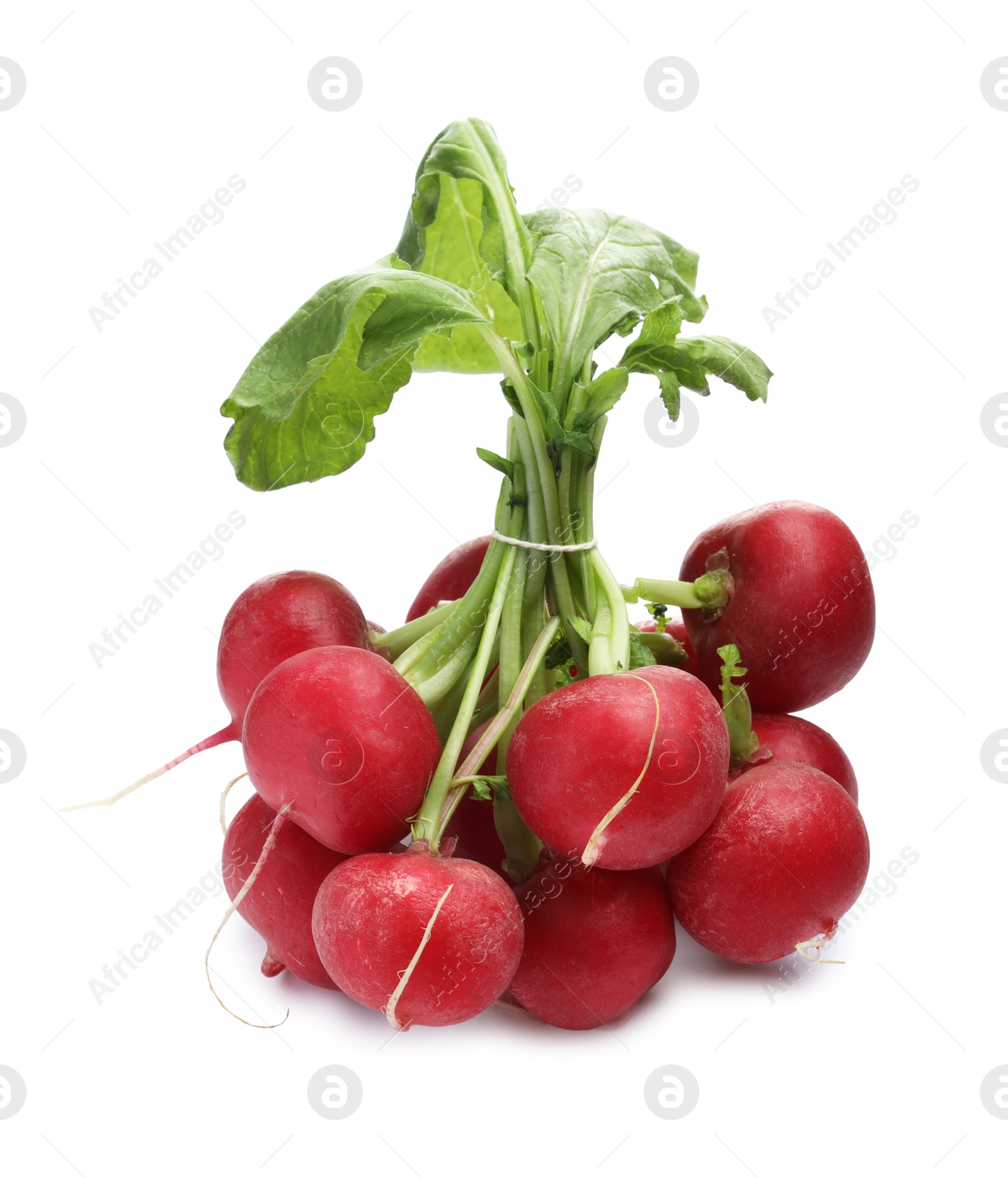 Photo of Bunch of fresh ripe radishes isolated on white