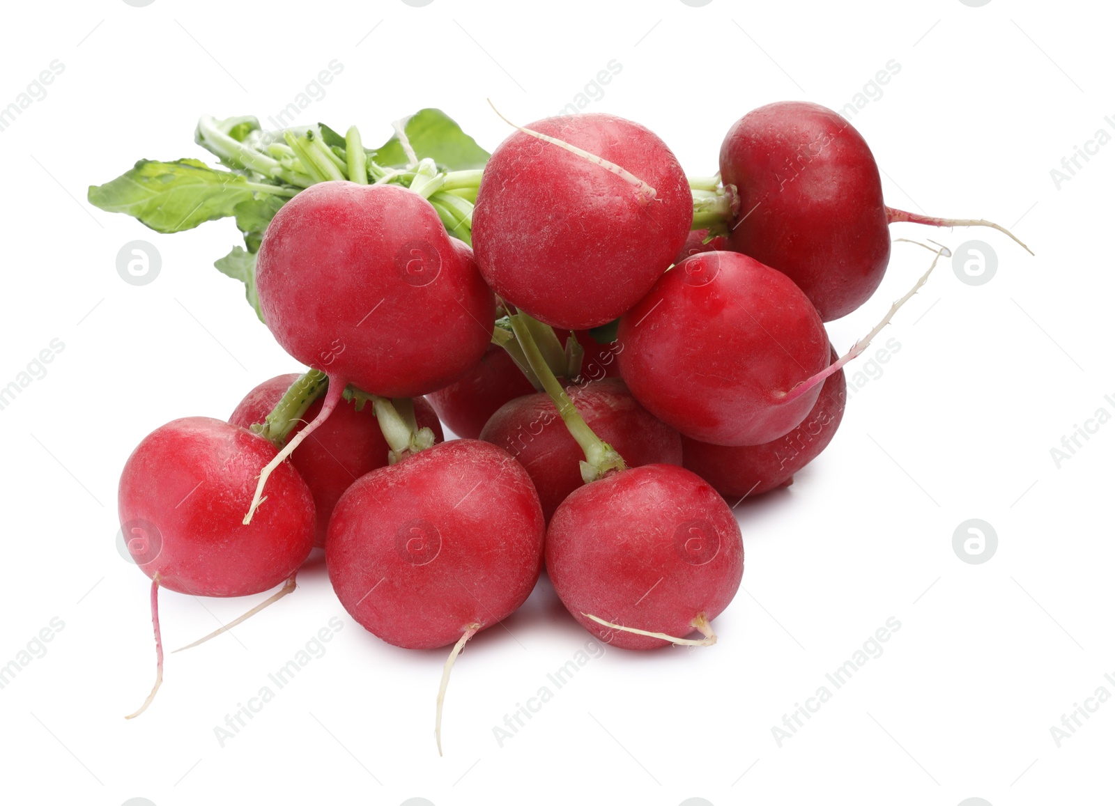 Photo of Bunch of fresh ripe radishes isolated on white