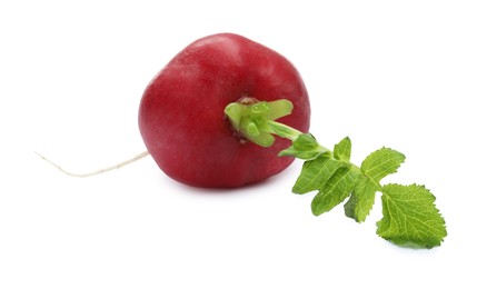 Photo of One fresh ripe radish isolated on white