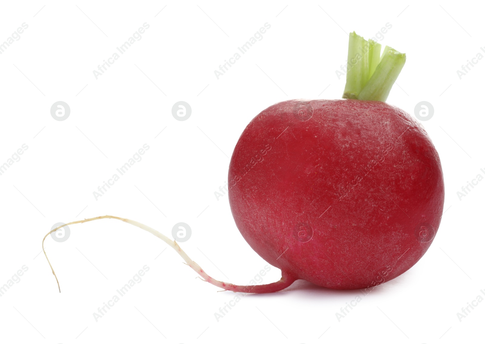 Photo of One fresh ripe radish isolated on white