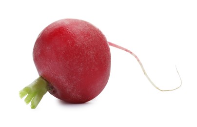 Photo of One fresh ripe radish isolated on white