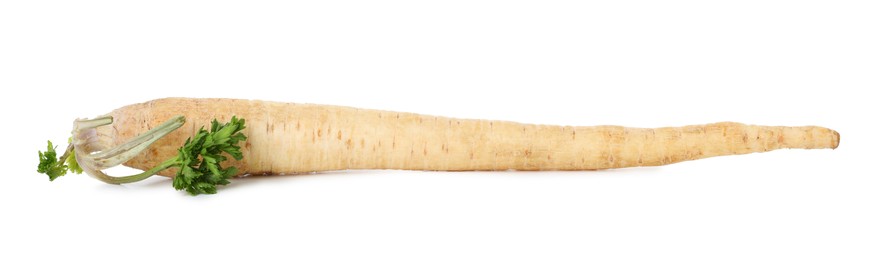 Photo of One fresh parsnip isolated on white. Root vegetable