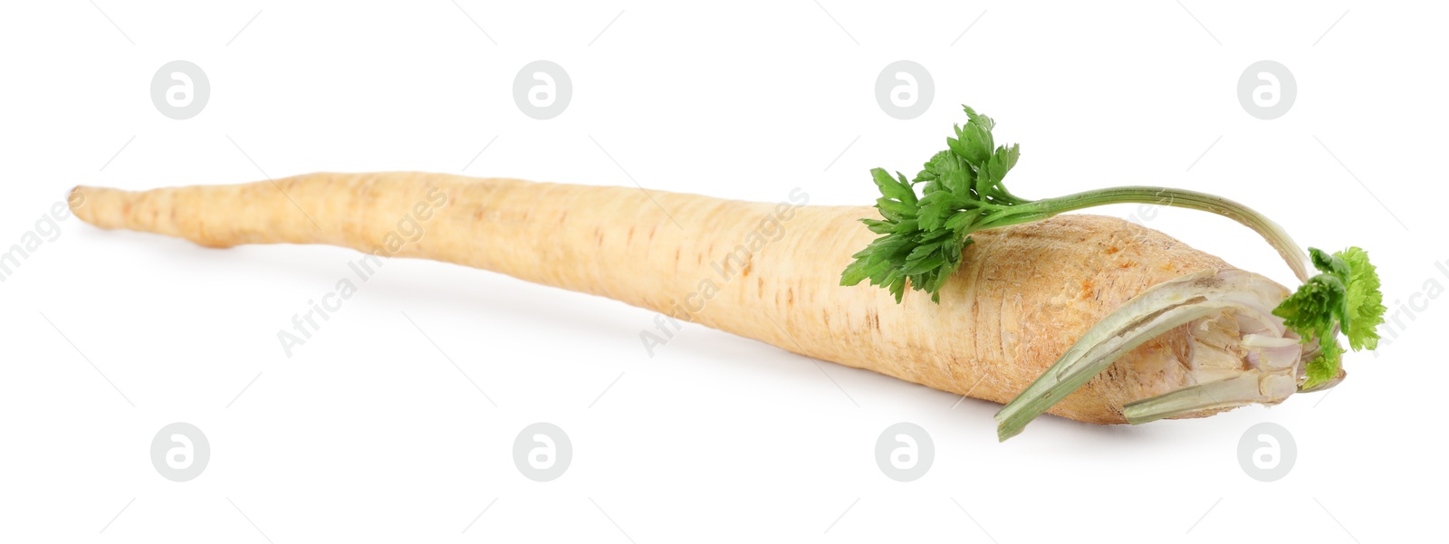 Photo of One fresh parsnip isolated on white. Root vegetable