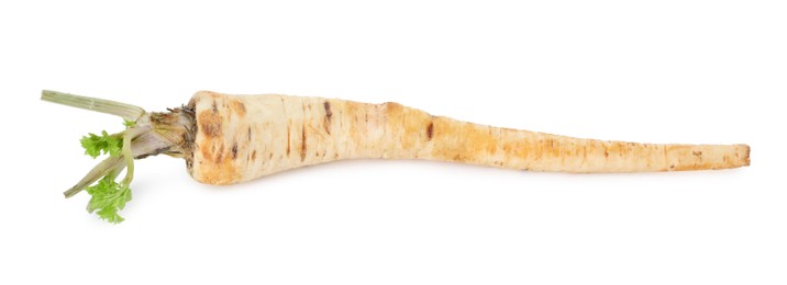 Photo of One fresh parsnip isolated on white. Root vegetable