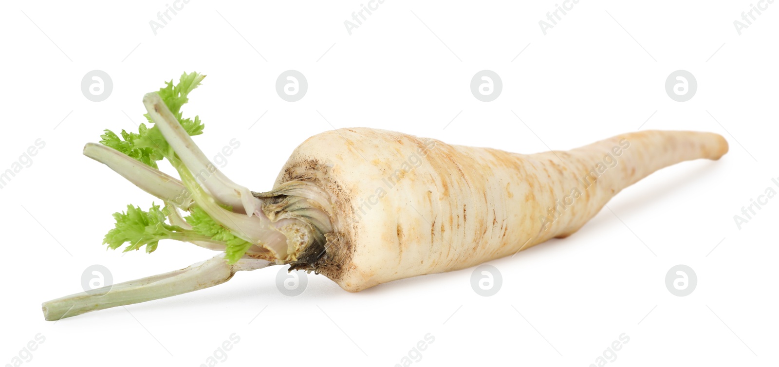 Photo of One fresh parsnip isolated on white. Root vegetable