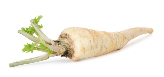 Photo of One fresh parsnip isolated on white. Root vegetable