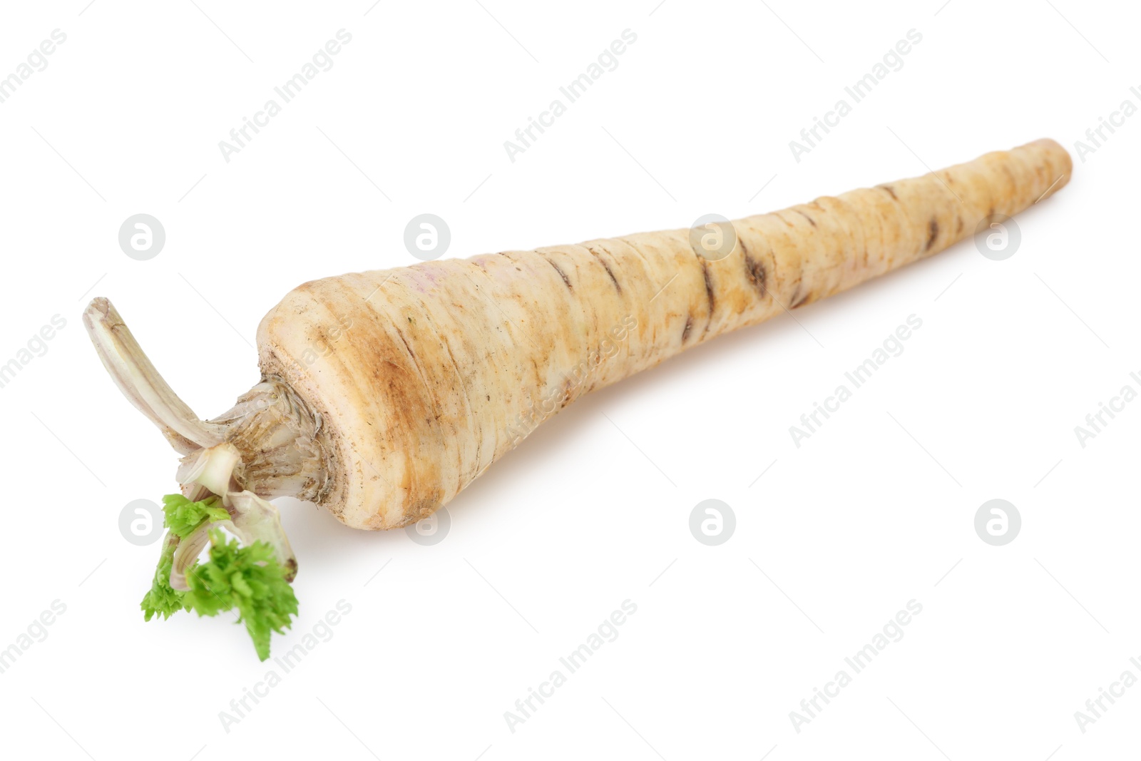 Photo of One fresh parsnip isolated on white. Root vegetable