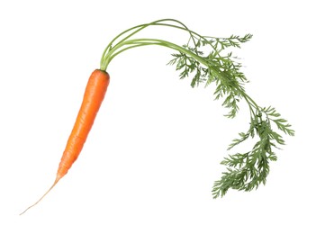 Photo of One fresh carrot isolated on white. Root vegetable