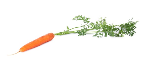 Photo of One fresh carrot isolated on white. Root vegetable