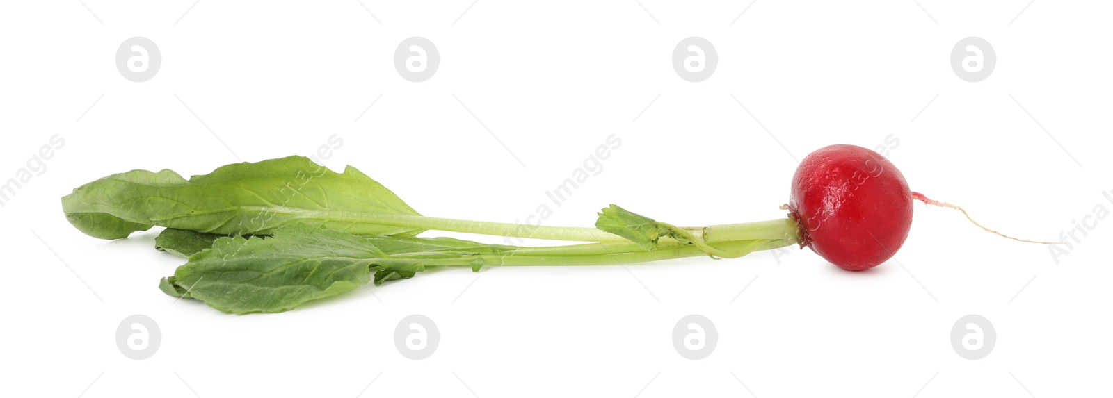 Photo of One fresh ripe radish isolated on white. Root vegetable