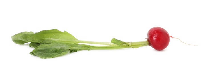 Photo of One fresh ripe radish isolated on white. Root vegetable