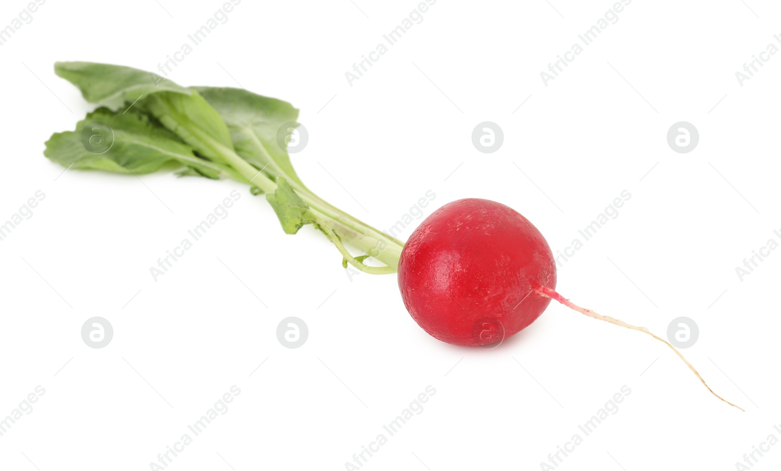 Photo of One fresh ripe radish isolated on white. Root vegetable