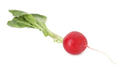 Photo of One fresh ripe radish isolated on white. Root vegetable