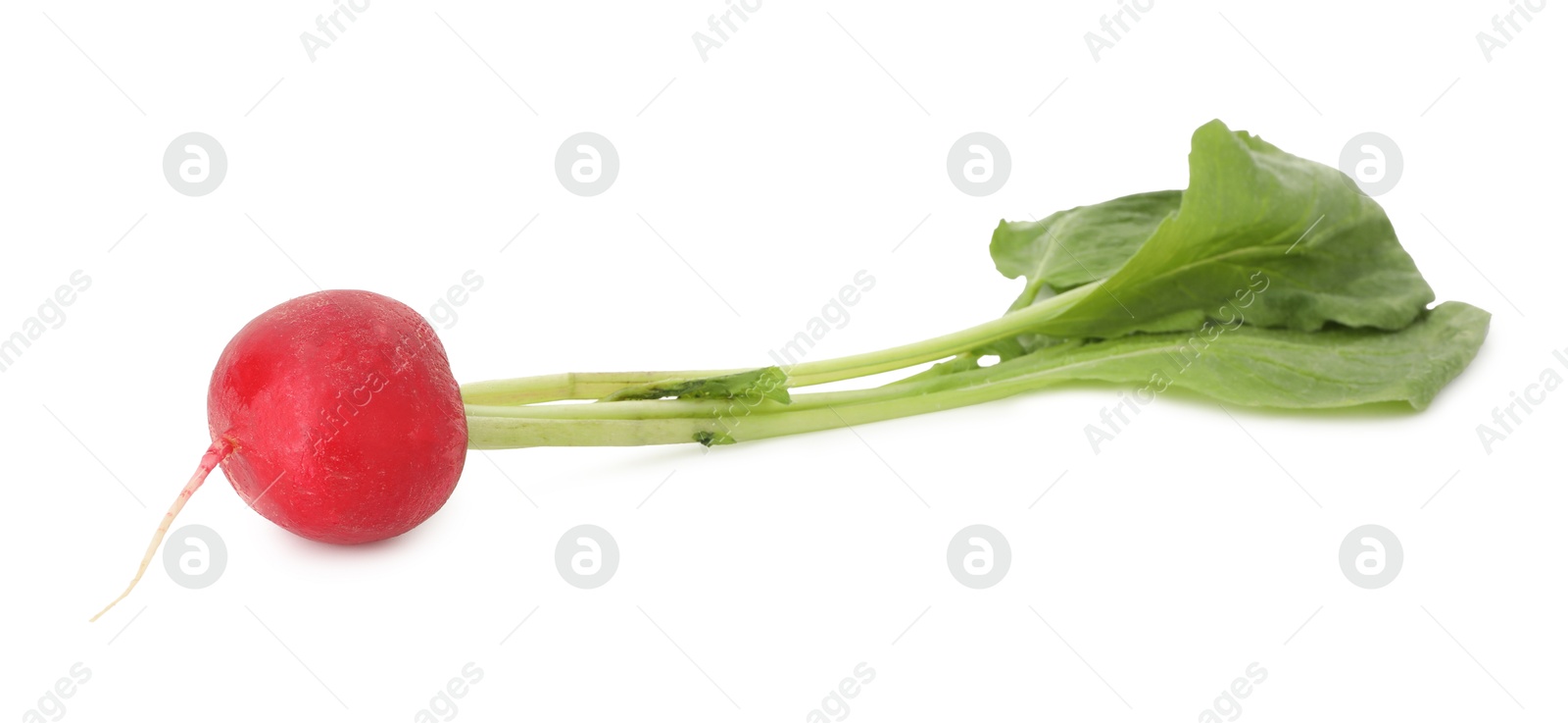 Photo of One fresh ripe radish isolated on white. Root vegetable