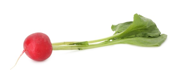 Photo of One fresh ripe radish isolated on white. Root vegetable