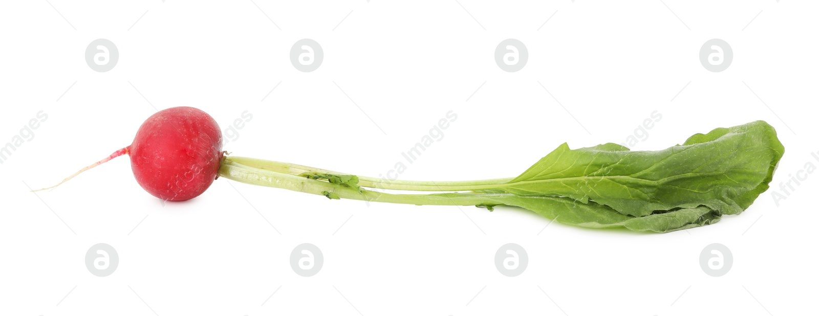 Photo of One fresh ripe radish isolated on white. Root vegetable