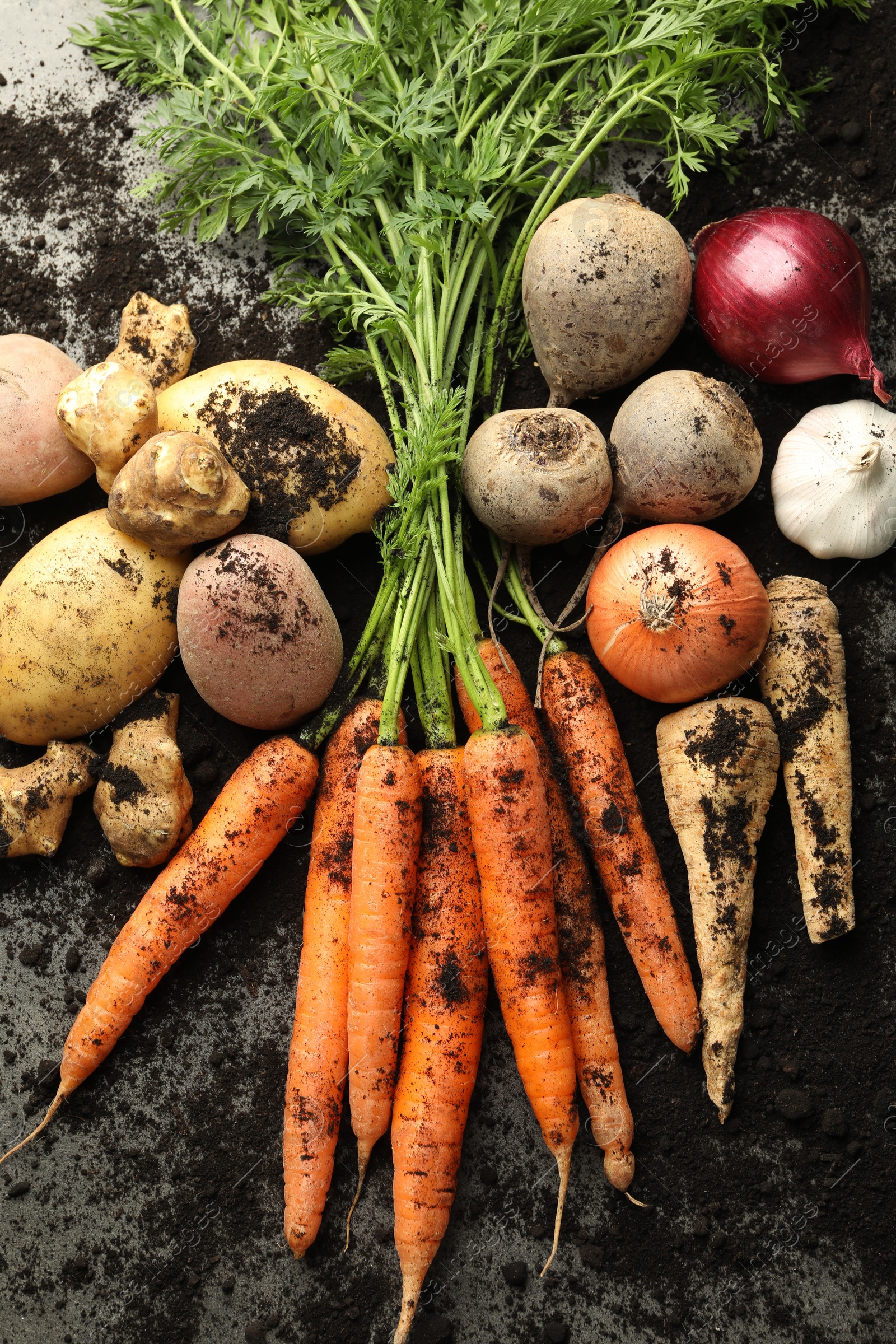 Photo of Different root vegetables and soil on grey table, flat lay