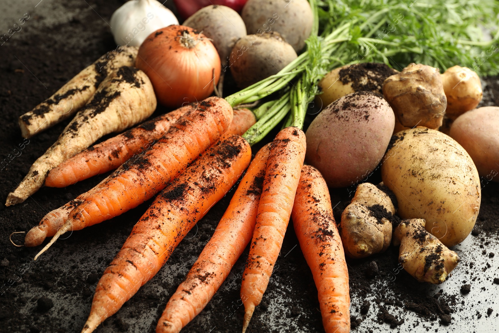 Photo of Different root vegetables and soil on grey table, closeup