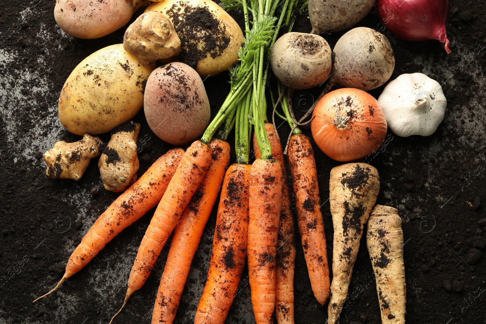 Photo of Different root vegetables and soil on grey table, flat lay