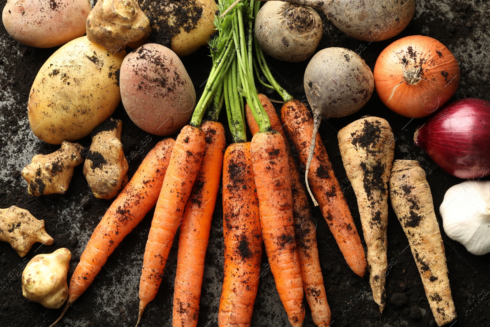 Photo of Different root vegetables and soil on grey table, flat lay