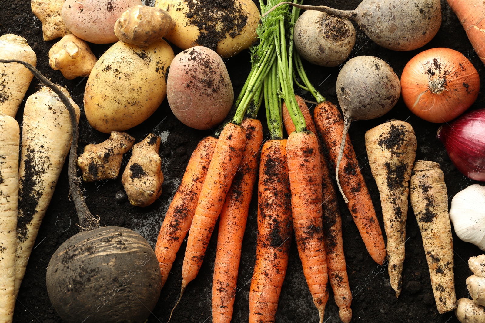 Photo of Different root vegetables and soil on grey table, flat lay