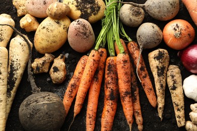 Photo of Different root vegetables and soil on grey table, flat lay