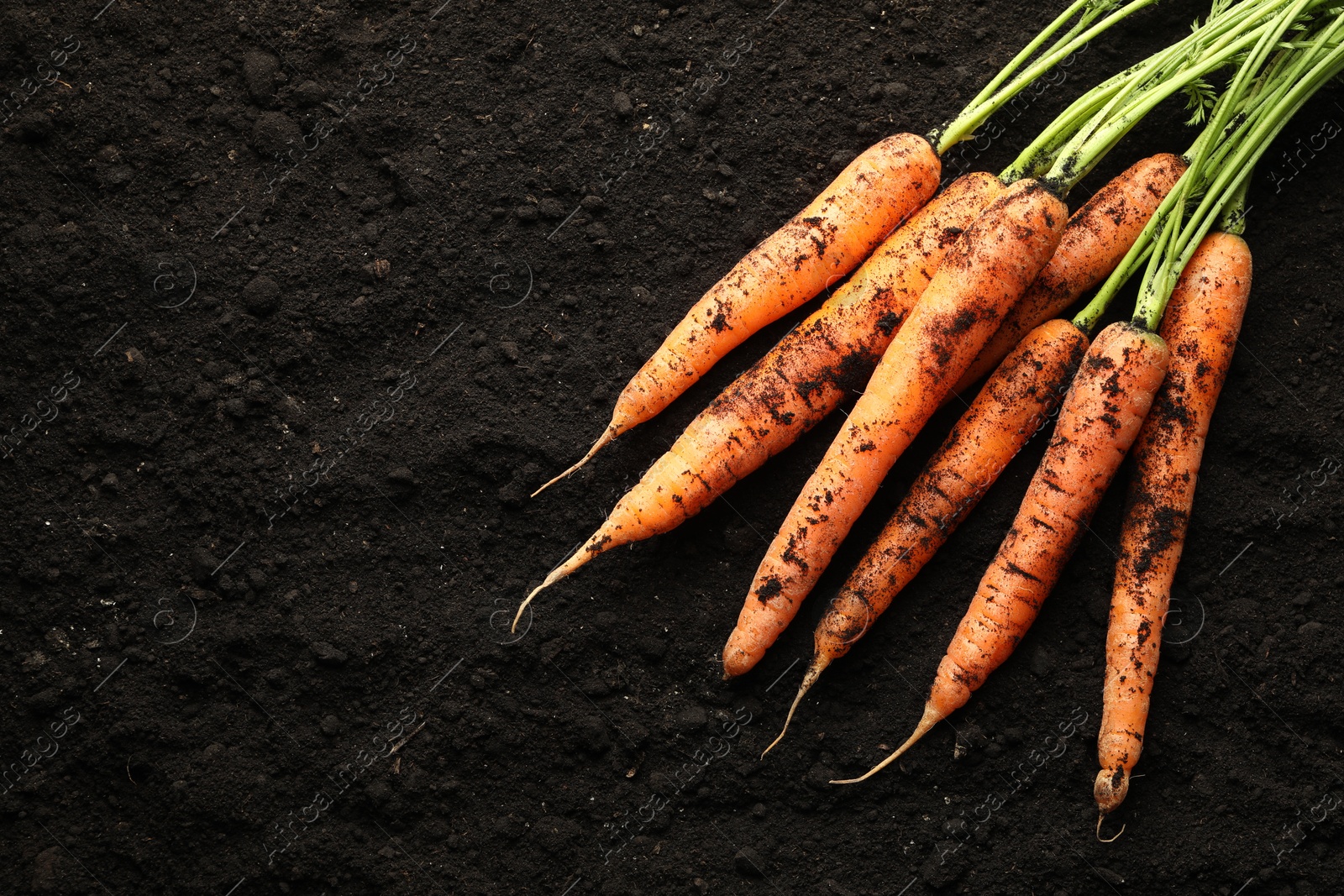 Photo of Many fresh raw carrots on soil, top view and space for text. Root vegetable