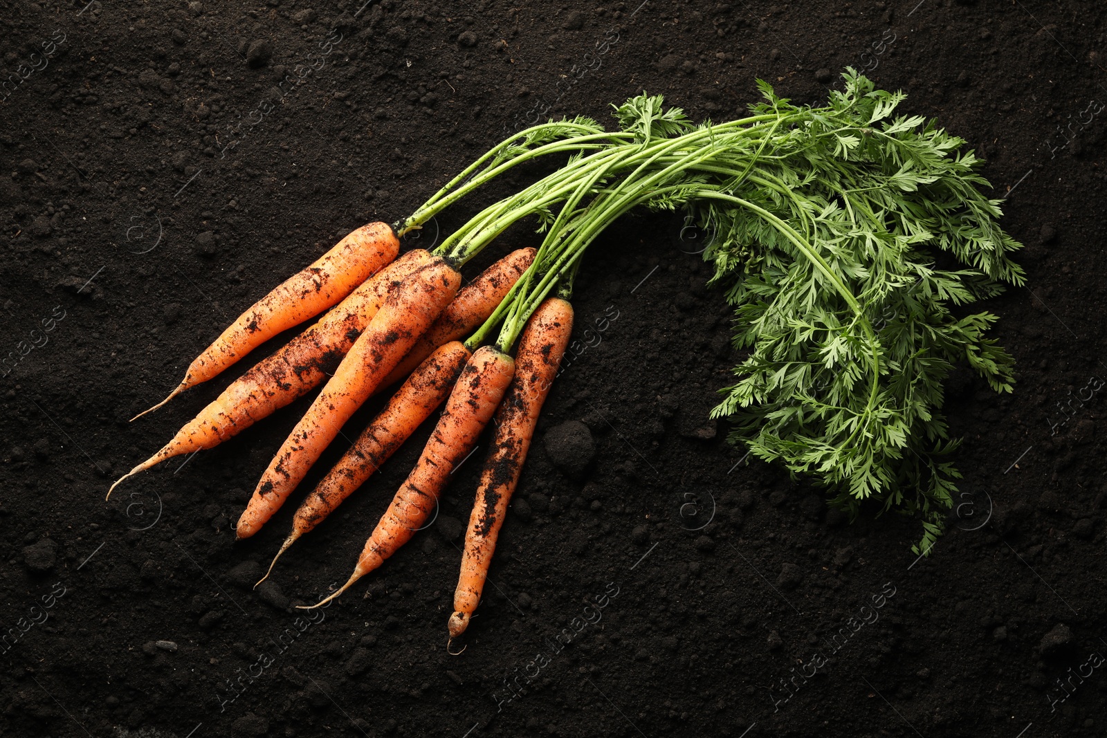 Photo of Many fresh raw carrots on soil, top view. Root vegetable